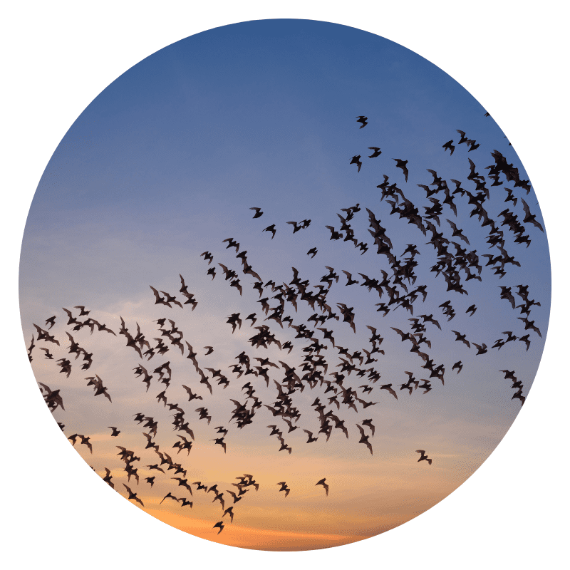 bay-nature-bats