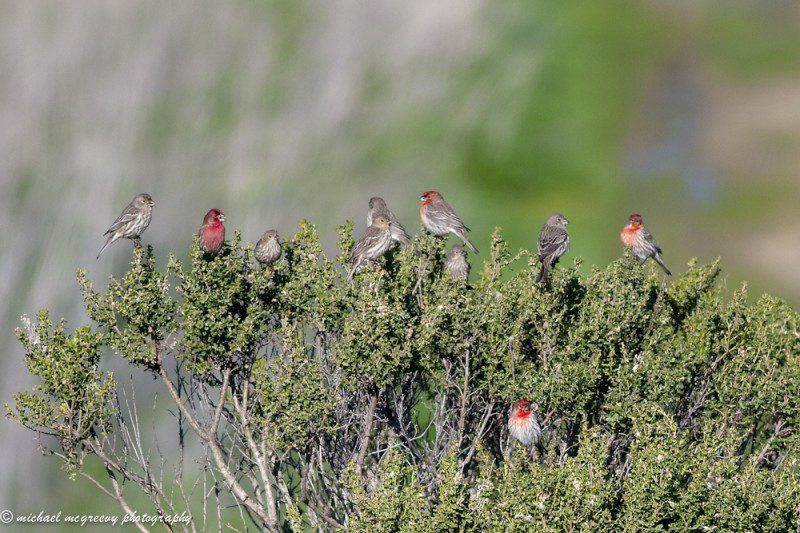 elkhorn-house-finches-mcgreevy