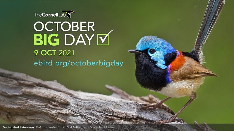 bird-big-day