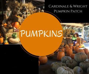 monterey-county-fair-cardinale-wright-pumpkin-patch
