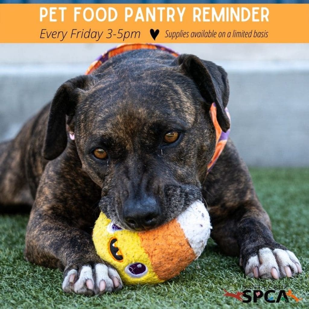 spca-friday-pet-food