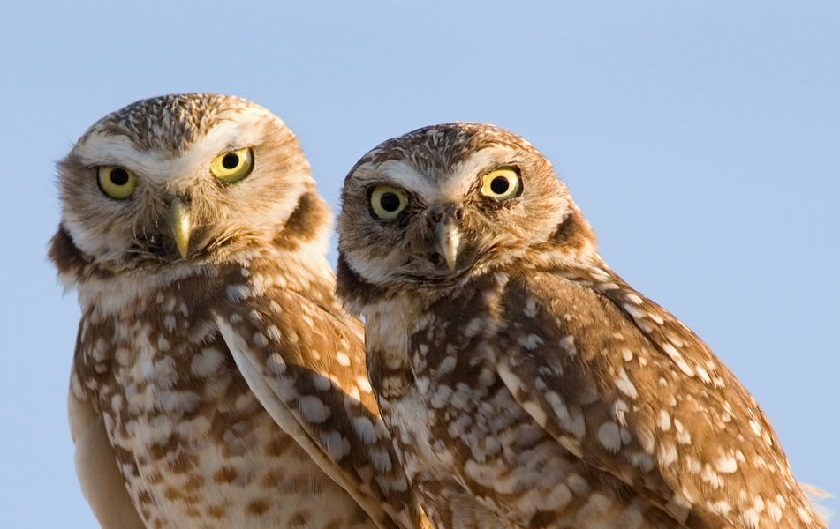 burrowing-owls-webinar