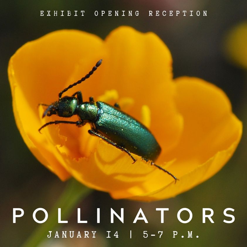 scmus-pollinators