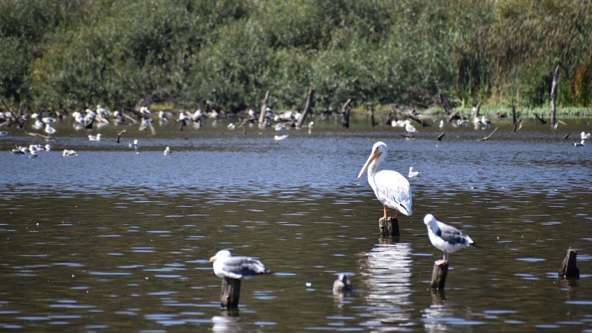 struve-slough-american-white-pelican-and-gulls