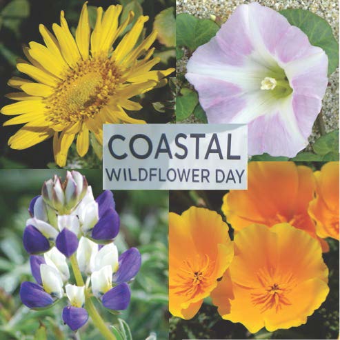 park-coastal-wildflower-day