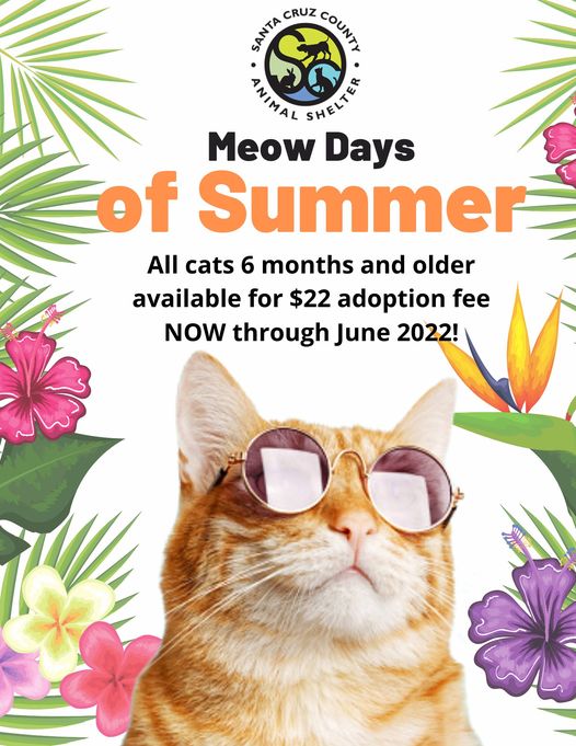 sc-county-animal-shhelter-meow-days