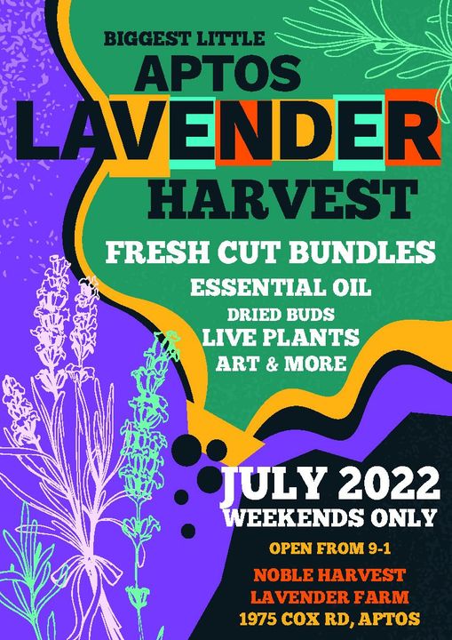 lavendar-harvest-july