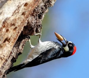 acorn-woodpecker-with-acorn-2