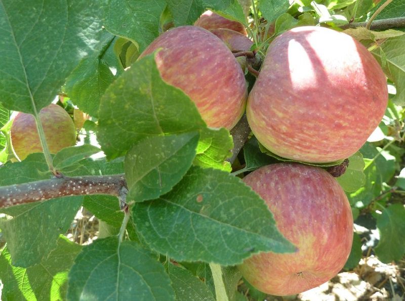 apple-tasting-live-oak-grange