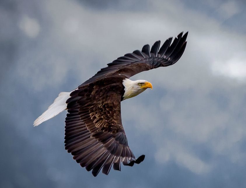 bald-eagle-flying-2