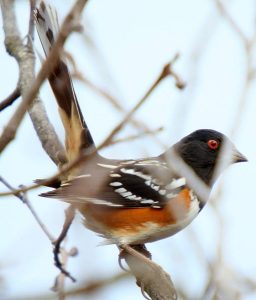 spotted-towhee-600