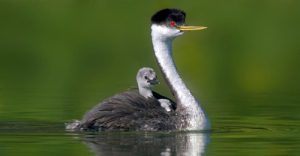 western-grebe-and-chick