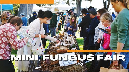 scmus-mini-fungus-fair