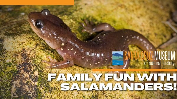 scmus-salamander