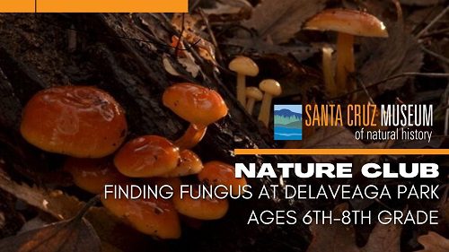 scmus-nature-club-fungus