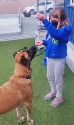 spca-junior-paws-dog-training