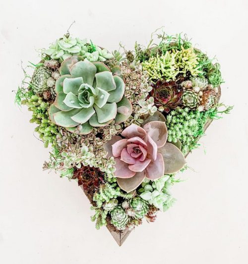 dig-heart-succulent