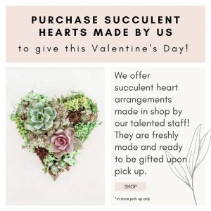 dig-succulent-heart-for-sale