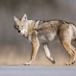 scmus-nature-club-coyote