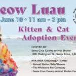 sc-county-animal-shelter-kittens-cats-adoption