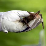 meet-the-norcal-bats
