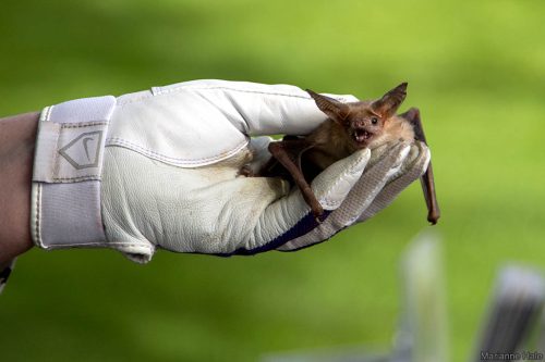 meet-the-norcal-bats