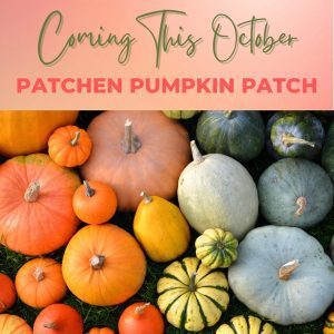 patchen-pumpkins-october