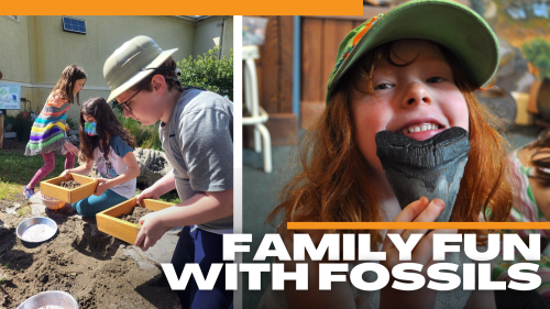 scmuseum-family-fun-with-fossils