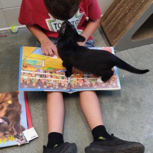 spca-rescue-reader-kitty