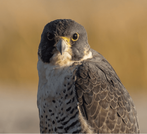 great-backyard-bird-count-peregrine-falcon