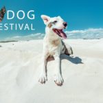 rio-top-dog-film-festival