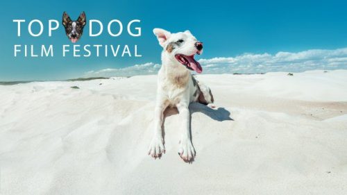 rio-top-dog-film-festival