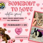 scc-animal-shelter-somebody-to-love