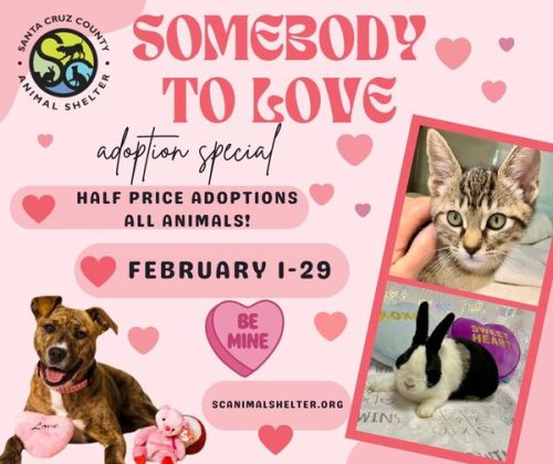 scc-animal-shelter-somebody-to-love