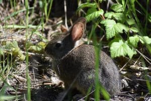 nature-club-rabbit-chris-soriano