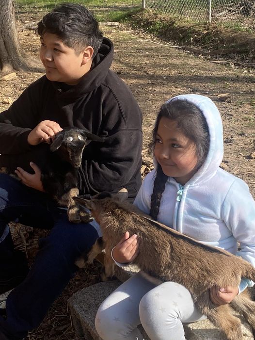 kids-and-goats