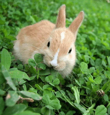 say-rabbit-first-day-of-month