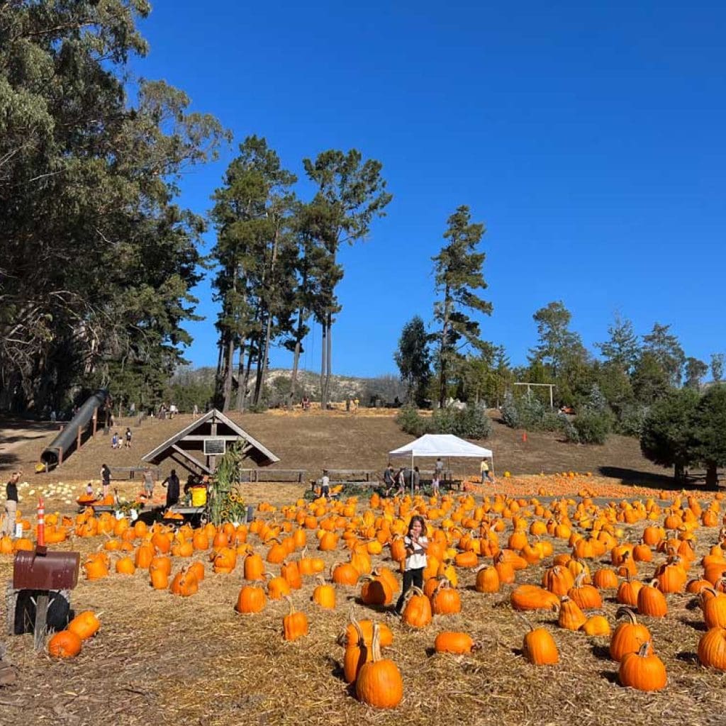 rancho-siempre-verde-pumpkin-patch