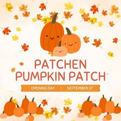 patchen-farm-pumpkins-2024