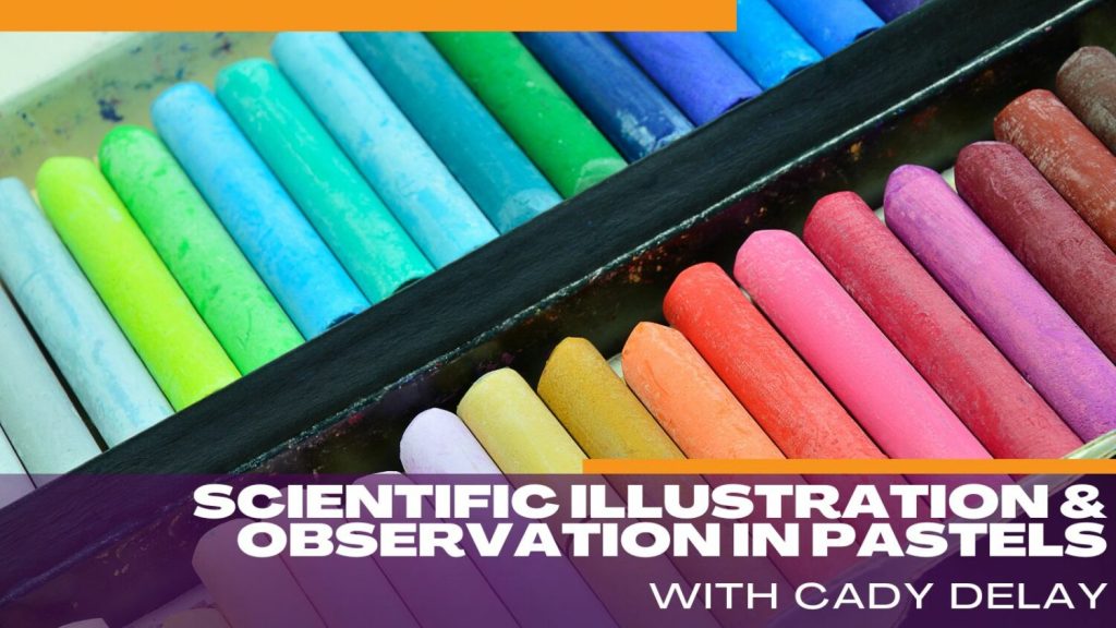 scmnh-scientific-illustration-with-pastels