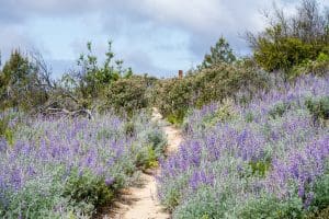 library-felton-protect-sandhills