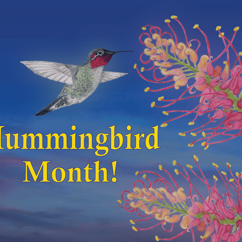 ucsc-arboretum-hummingbird-month