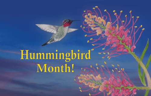 ucsc-arboretum-hummingbird-month