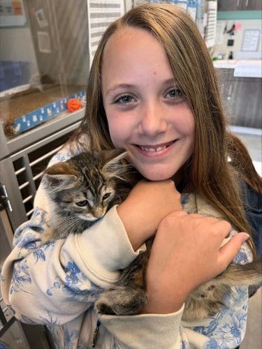 Foster Care Spca Hk Cat Adoption The Complete Guide To Adopting A