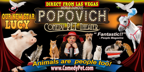 rio-comedy-pet-show