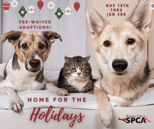 spca-home-for-the-holidays