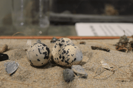 scmnh-tumble-time-bird-nests