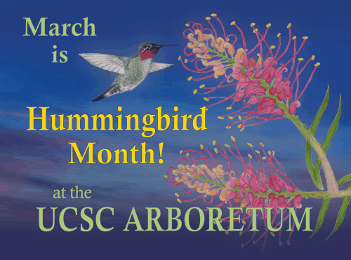 ucsc-arboretum-hummingbird-month