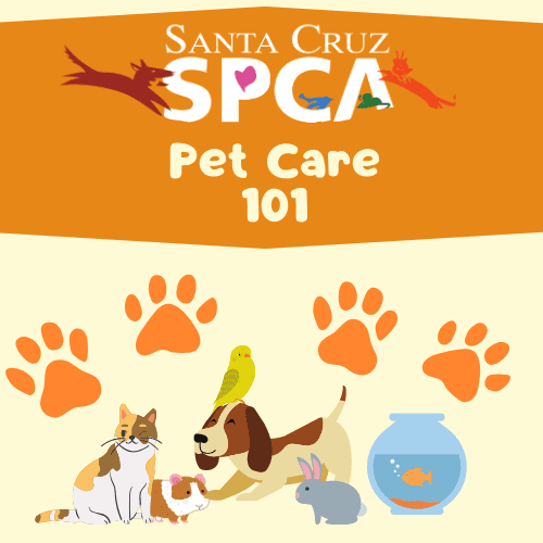 library-spca-pet-care-101