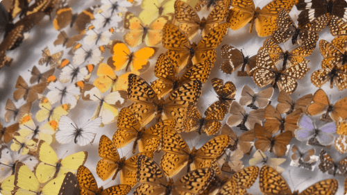 scmnh-toddler-tumble-time-entomolog